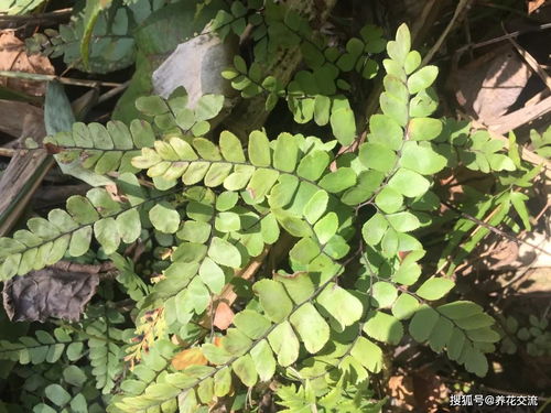 铁线蕨能治什么病 扇叶铁线蕨能治肝病吗