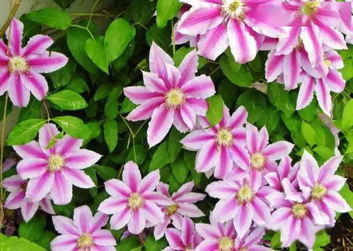 铁线莲夏季养护最忌什么 铁线莲到底多可怕