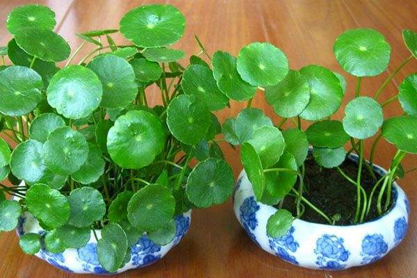 铜钱草的繁殖方法 铜钱草扦插方法和步骤