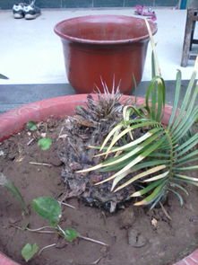 铁树7月份还会发叶吗 铁树不长新叶怎么办