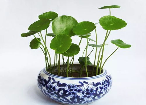 铜钱草喜阴喜阳 铜钱草夏天可以暴晒吗