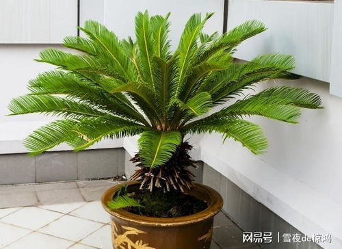 铁树修剪叶片最佳时间 铁树修剪大忌