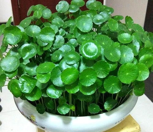 铜钱草有什么好寓意 家里为什么不能养铜钱草