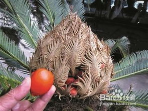 铁树果的用法和吃法 铁树果吃一粒会死吗