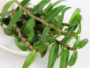 铁皮石斛的副作用 石斛的最大危害