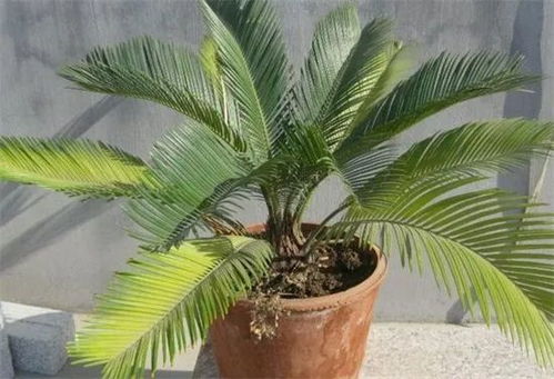 铁树为什么不能随便养 为什么门前不能种铁树