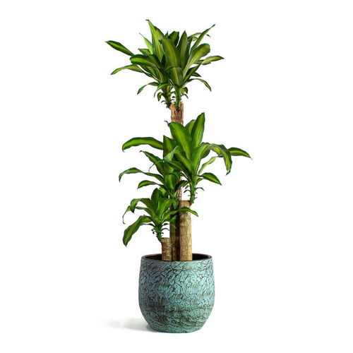 铁树怕高温吗 铁树怕阳光暴晒吗