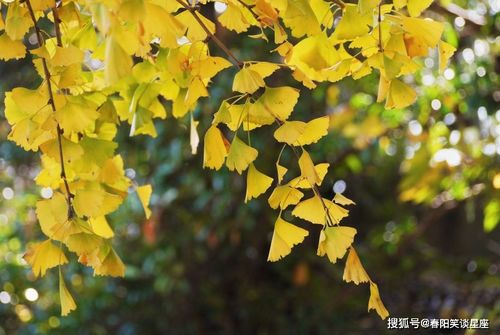 银杏叶什么属相不能戴 银杏最佳生肖是什么