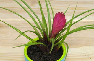 铁兰花的寓意是什么 铁兰一年开几次花