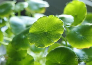 铜钱草的花语 铜钱草风水大忌