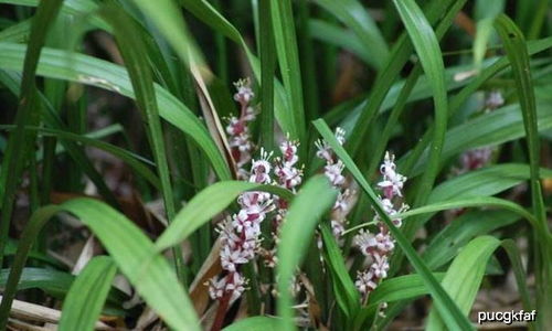 铁兰花的养殖方法 铁兰花的寓意是什么