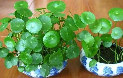 铜钱草水培怎么养 铜钱草全部浸在水里会烂吗