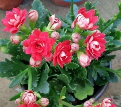 长寿花能晒太阳吗 长寿花不宜放三处