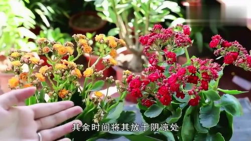 长寿花入秋后怎么养 立秋后可以扦插长寿花吗