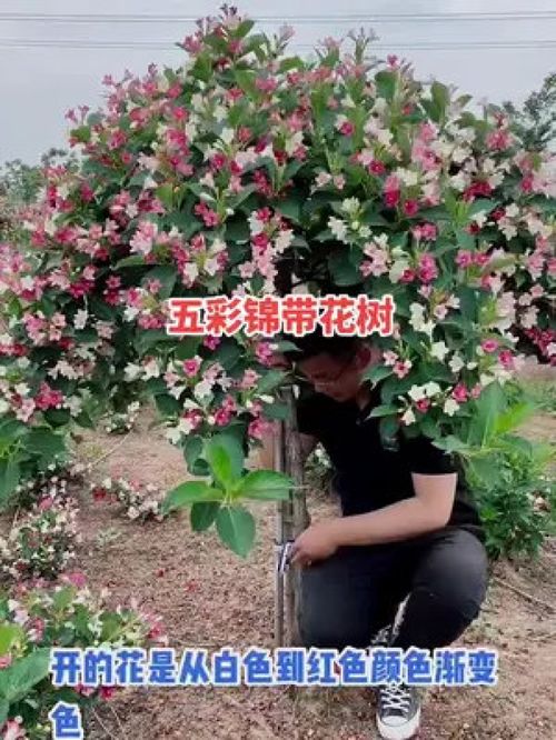 锦带花的花语 锦带花的寓意和象征意义