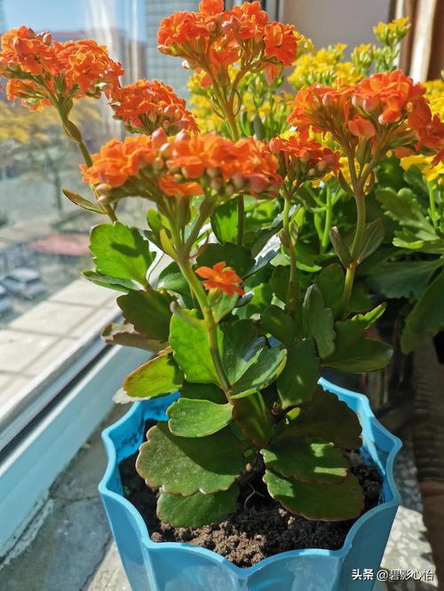 长寿花七月份还能掐尖吗 长寿花立秋后能打顶吗