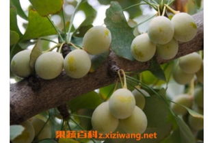 银杏果的吃法大全 银杏果可以直接吃么