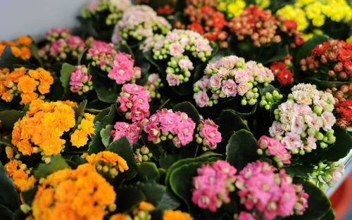 长寿花花期多久 为什么家里忌讳长寿花
