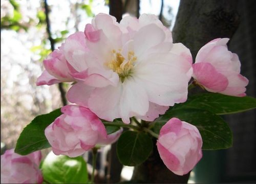 长寿冠海棠几月份落叶 长寿冠夏天休眠期落叶吗