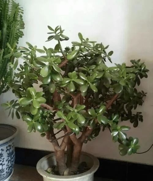 镇宅最吉利的三种植物 化煞最厉害的植物