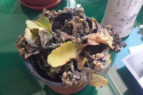 长寿花浇水的正确方法 长寿花如何过夏天
