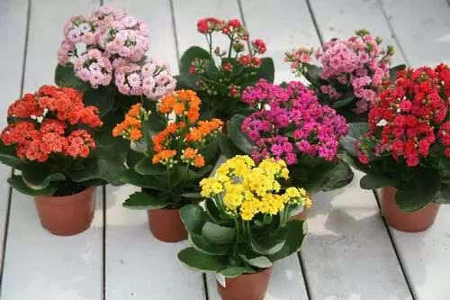 长寿花的花语 为什么家里忌讳长寿花