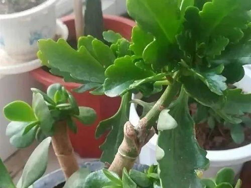 长寿花30度能晒太阳吗 长寿花怕高温暴晒吗