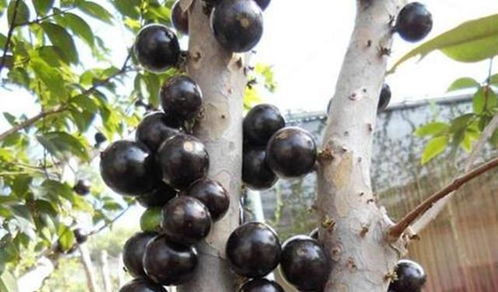 长在地下的山竹又是什么 山竹长地上的图片