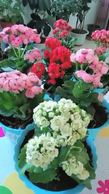 长寿花放在哪里最旺财 长寿花适合什么属相