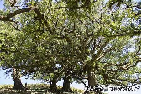 镇宅最厉害的树 五种招鬼的树