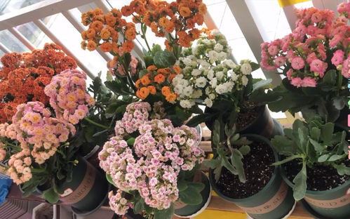 长寿花夏天可以移栽吗 长寿花移栽的最佳时间