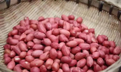 长期吃生花生米头发会变黑 生吃红花生米的八大好处