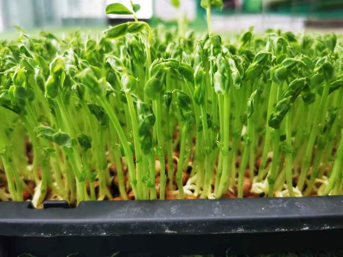 长期吃芽苗菜的危害 芽苗菜创业靠谱吗