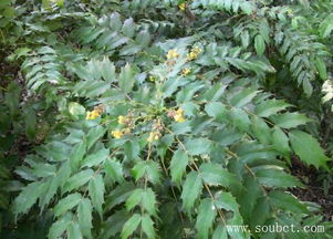 长得快的遮阴树 生长快速的十种树