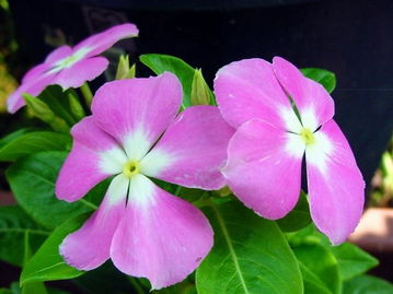 长春花的花语 长春花家庭禁忌