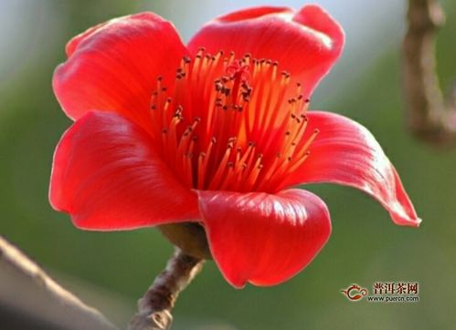 长期喝凌霄花的好处 凌霄花神奇功效