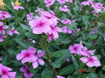 长春花的毒性如何消除 摸完长春花洗手就没毒了吧
