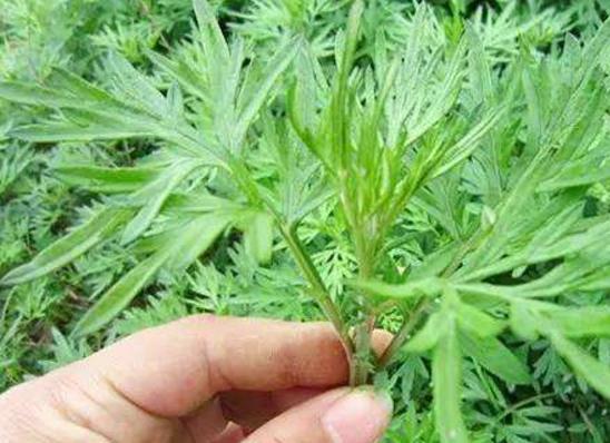 长期用香茅煮水洗澡 如何用艾叶香茅洗澡