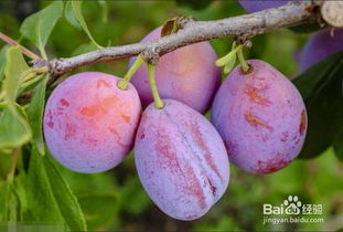 长期喝西梅汁的危害 吃西梅的副作用