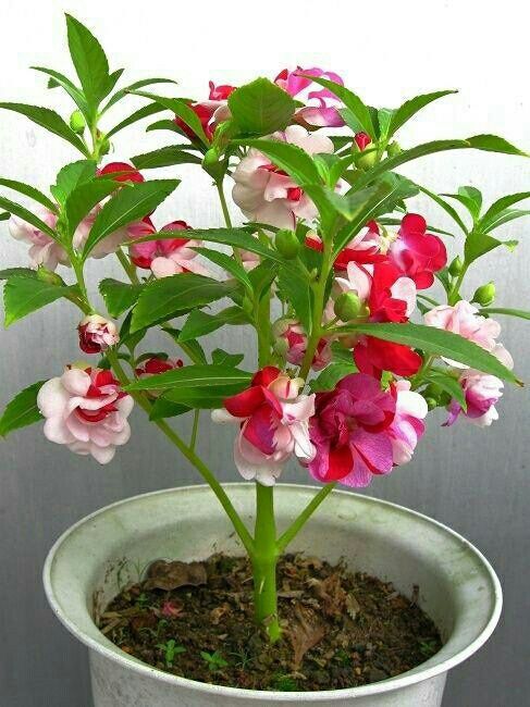 门口种凤仙花好吗 凤仙花可以种家门口吗