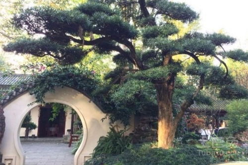 门前禁忌五种树 门前最旺风水的树