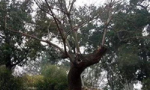 门前有槐树对人的命运有影响吗 十几年的槐树有灵性吗