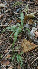 长白山肾精草 长白山嗷嗷叫是什么草