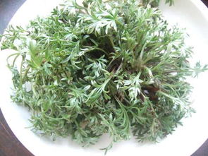 长期喝茵陈水的好处 长期喝茵陈水好不好