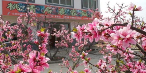 门前6种树最旺宅 门口不能种的8种树