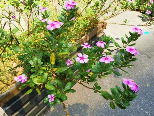 长春花家庭禁忌 长春花对人有什么危害