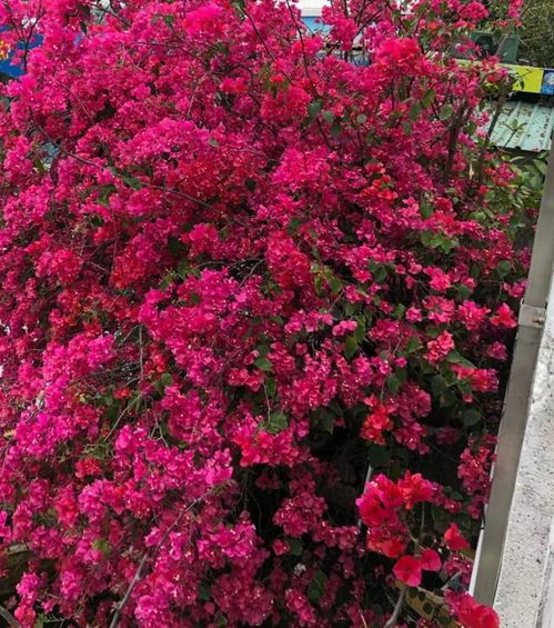 门口栽什么花镇宅旺财 门前6种花最旺宅