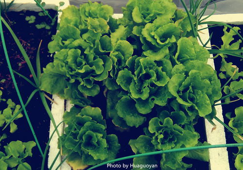 长期用塑料盆种菜有害吗 用泡沫箱种菜会致癌