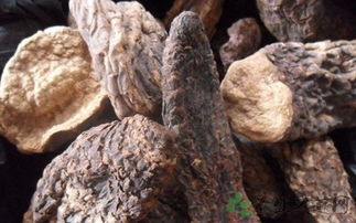 长期喝肉苁蓉有什么好处 肉苁蓉配什么壮阳最猛