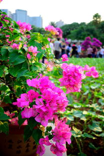 长沙市市花为什么是杜鹃 湖南为什么叫芙蓉国